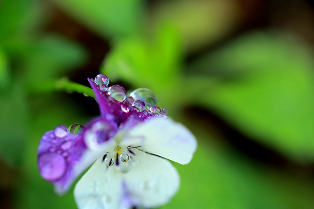 雨粒とビオラの花