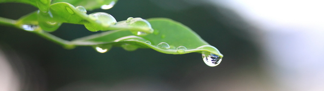 雨の雫が垂れる葉